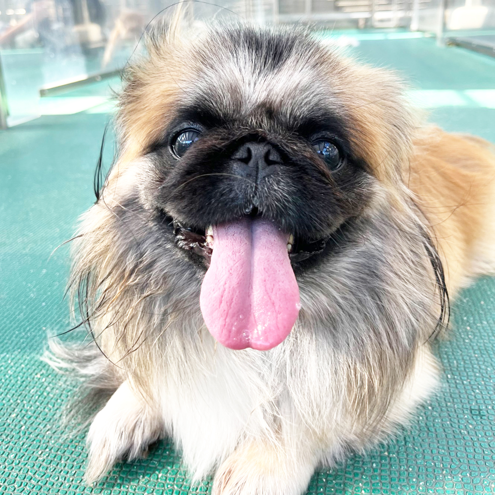 生徒が撮影したモデル犬写真②